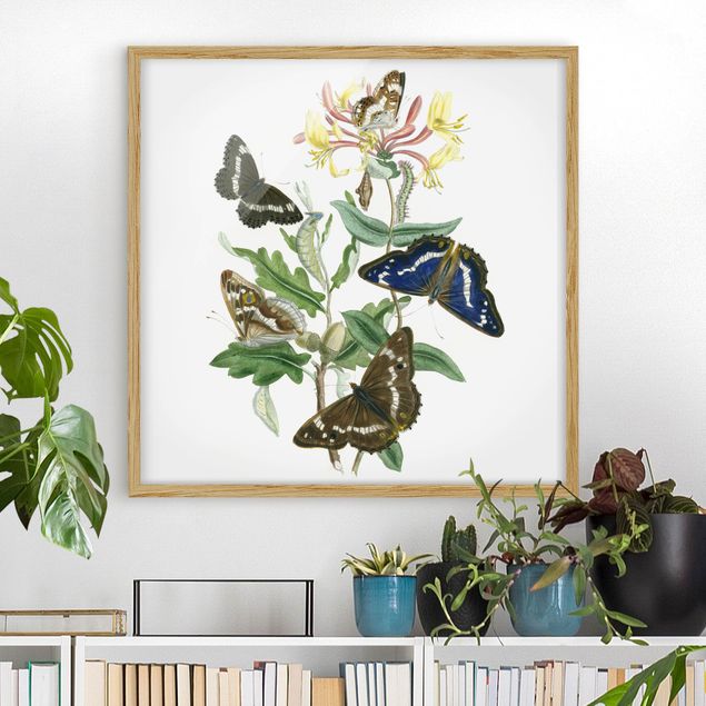 Framed poster - British Butterflies IV