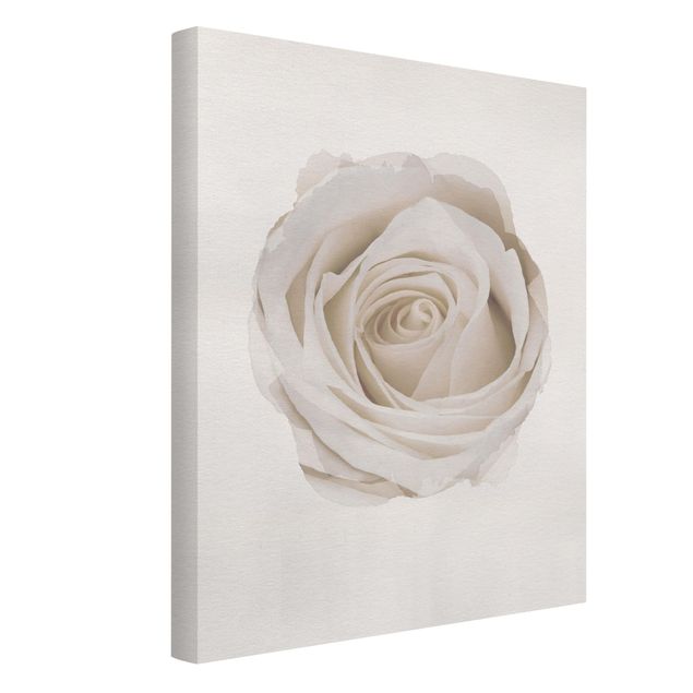 Canvas print - WaterColours - Pretty White Rose
