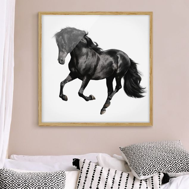 Framed poster - Arabian Stallion
