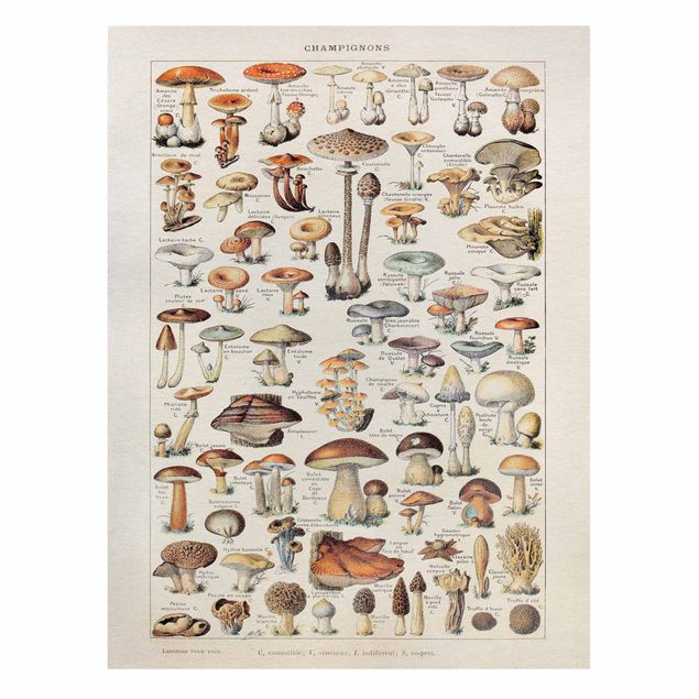 Print on canvas - Vintage Board Mushrooms