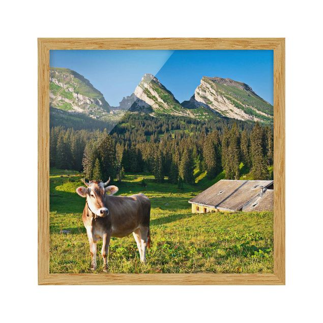 Framed poster - Swiss Alpine Meadow With Cow