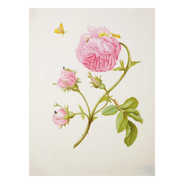 Glass print - Anna Maria Sibylla Merian - Wild Rose With Gracillariidae