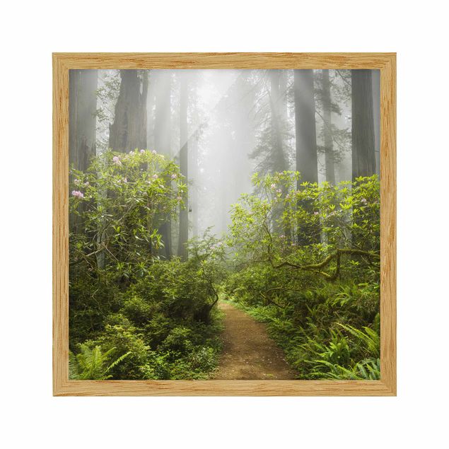 Framed poster - Misty Forest Path