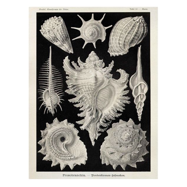 Print on canvas - Vintage Board Mussels I