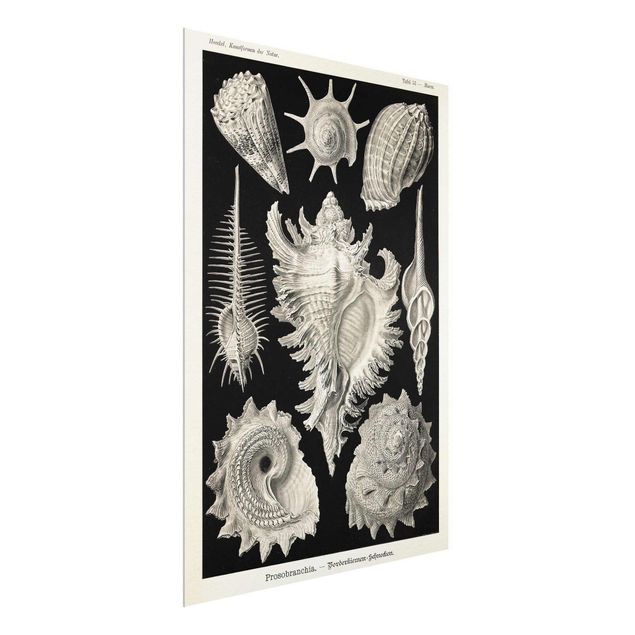 Glass print - Vintage Board Mussels I