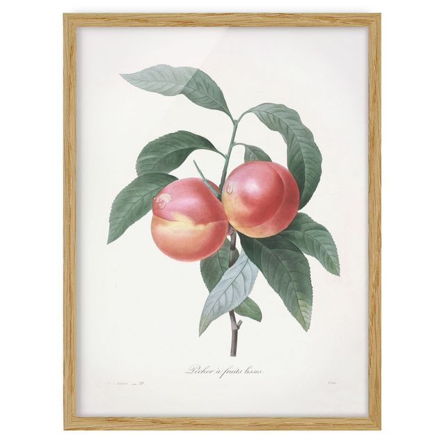 Framed poster - Botany Vintage Illustration Peach