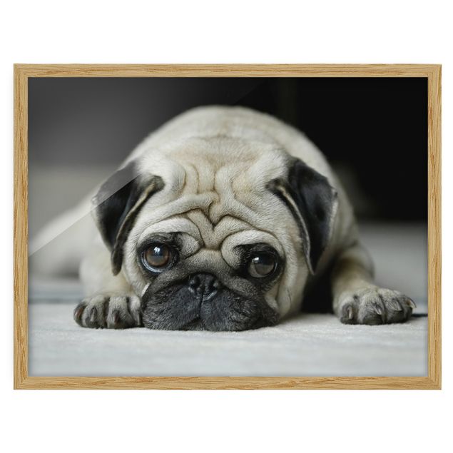 Framed poster - Pug Loves You