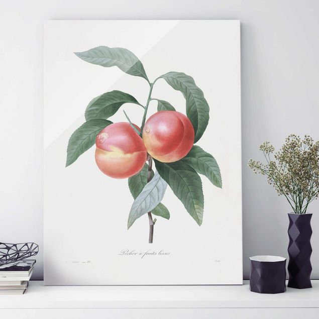 Glas Magnettafel Botany Vintage Illustration Peach
