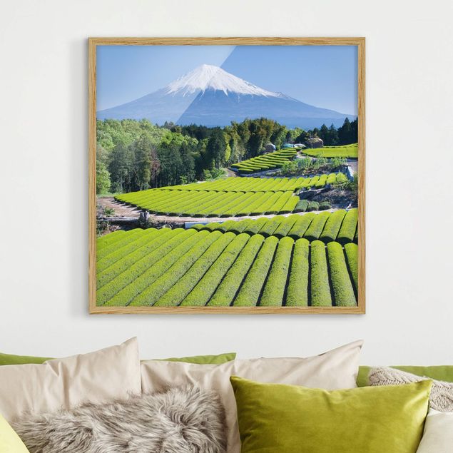 Framed poster - Tea Fields In Front Of The Fuji
