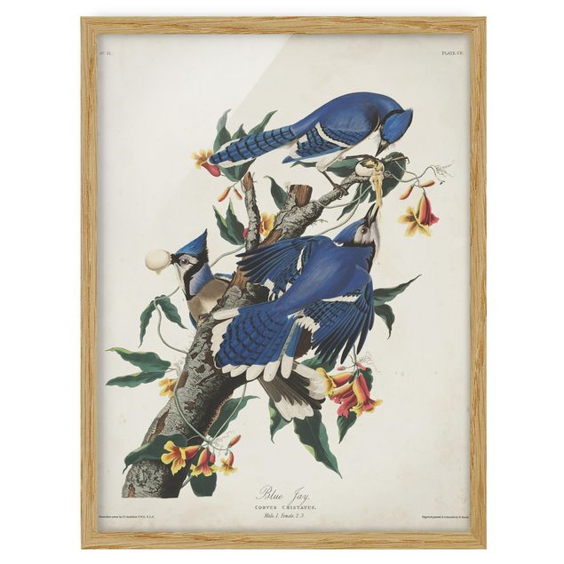 Framed poster - Vintage Board Blue Jays