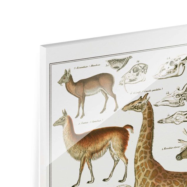 Glass print - Vintage Board Giraffe, Camel And IIama