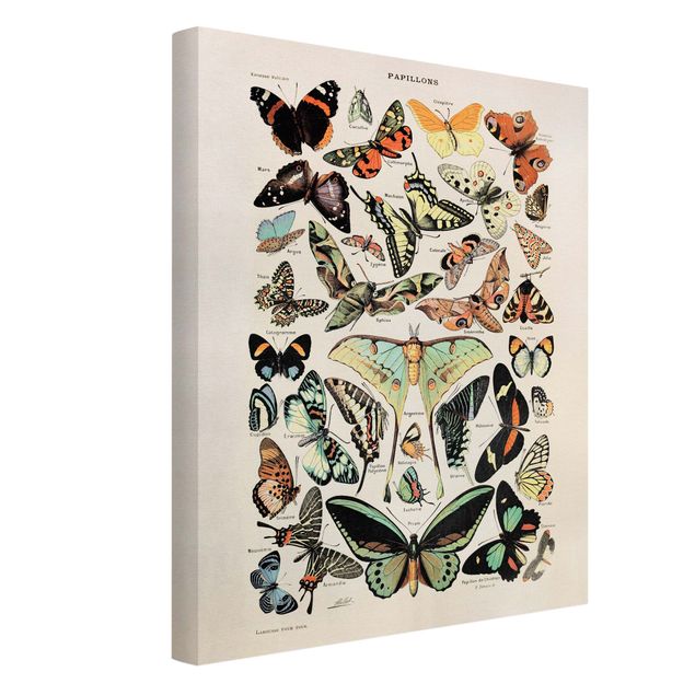 Print on canvas - Vintage Board Butterflies And Moths
