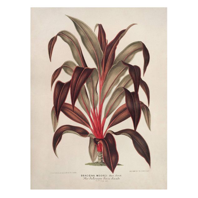 Print on canvas - Botany Vintage Illustration Of Dragon Tree