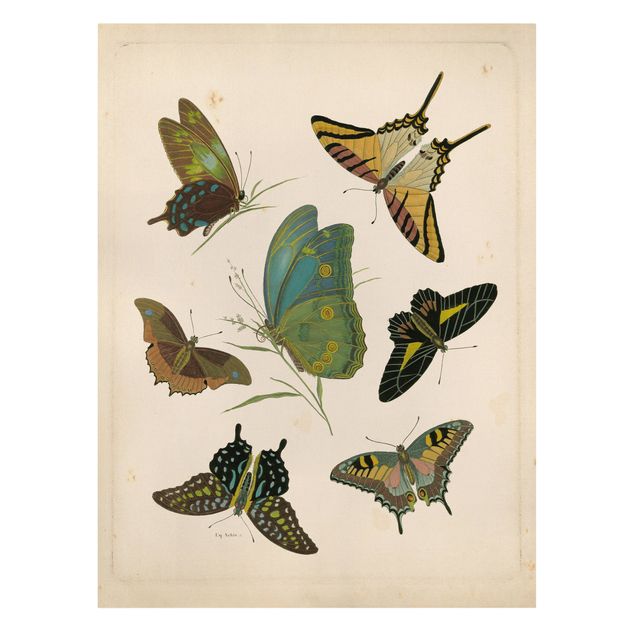 Print on canvas - Vintage Illustration Exotic Butterflies