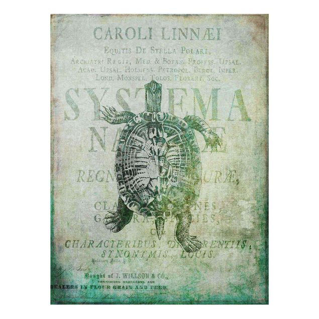 Glass print - Vintage Collage - Antique Turtle