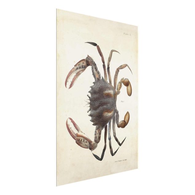 Glass print - Vintage Illustration Crab