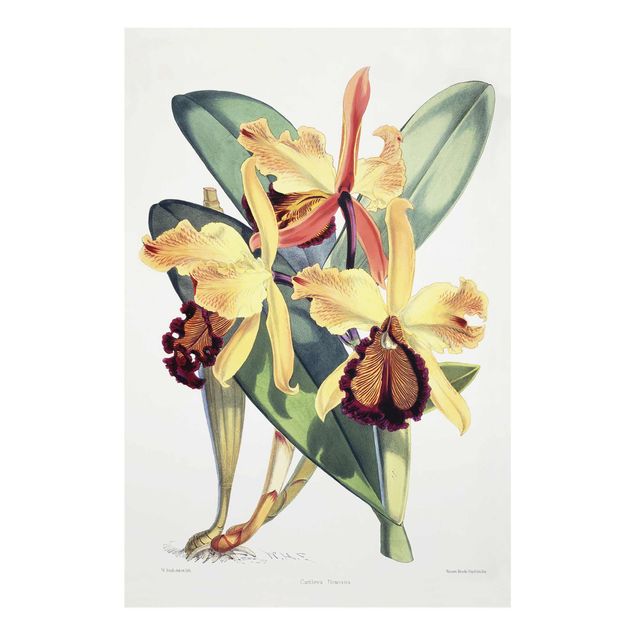 Glass print - Walter Hood Fitch - Orchid
