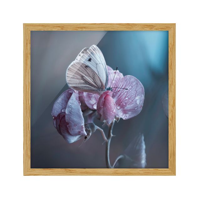 Framed poster - Butterfly In The Rain