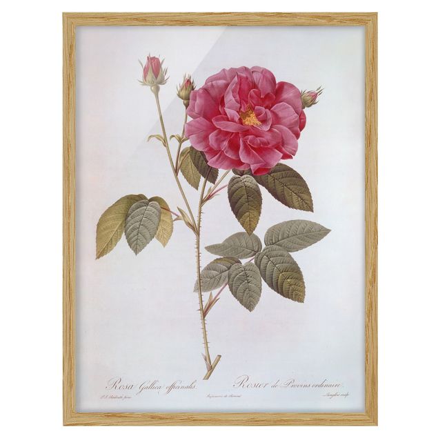 Framed poster - Pierre Joseph Redoute - Apothecary's Rose