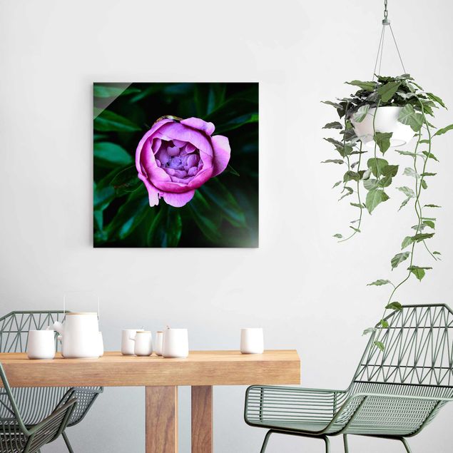 Glas Magnettafel Purple Peonies Blossoms In Front Of Leaves
