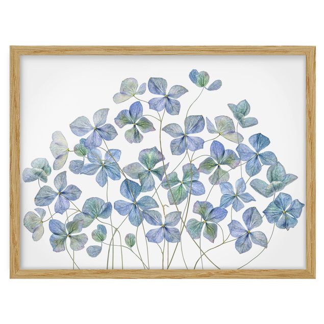 Framed poster - Blue Hydrangea Flowers