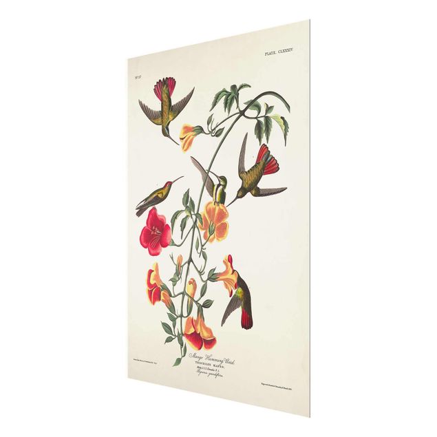 Glass print - Vintage Board Mango Hummingbirds