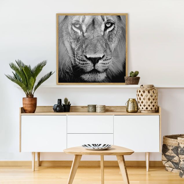 Framed poster - Old Lion