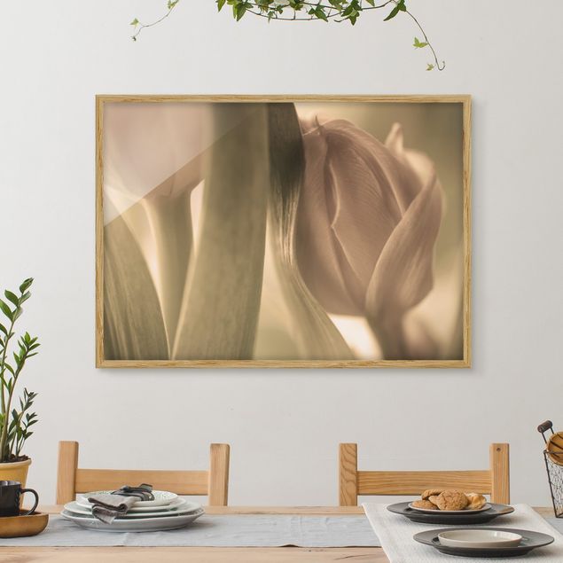 Framed poster - Delicate Tulip