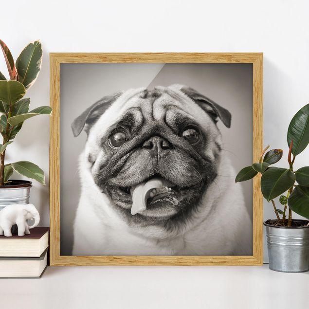 Framed poster - Funny Pug