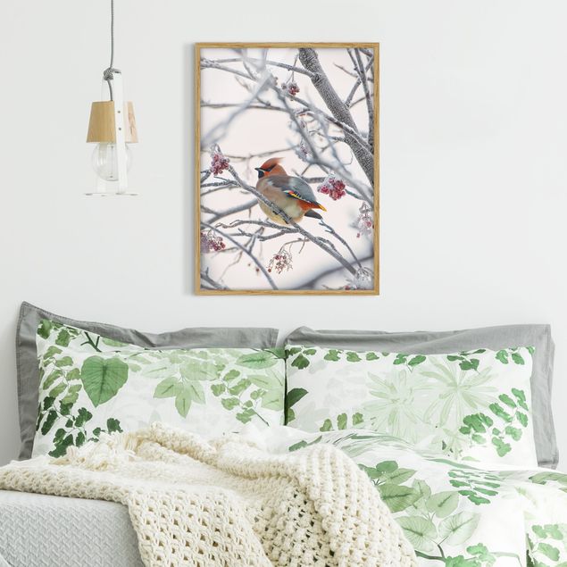Framed poster - Waxwing on a Tree