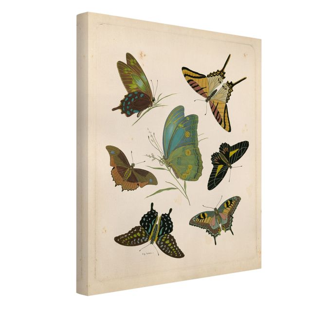 Print on canvas - Vintage Illustration Exotic Butterflies