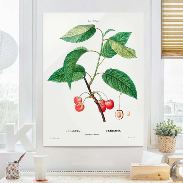 Magnettafel Glas Botany Vintage Illustration Red Cherries
