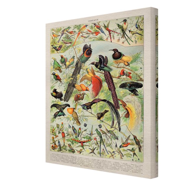 Print on canvas - Vintage Board Birds Of Paradise