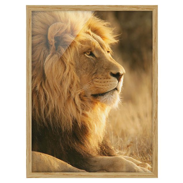 Framed poster - King Lion