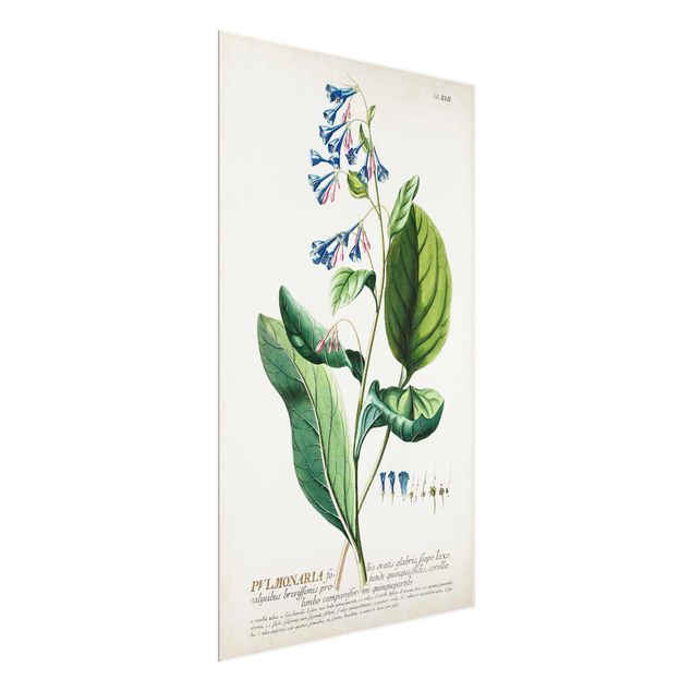 Glass print - Vintage Botanical Illustration Lungwort