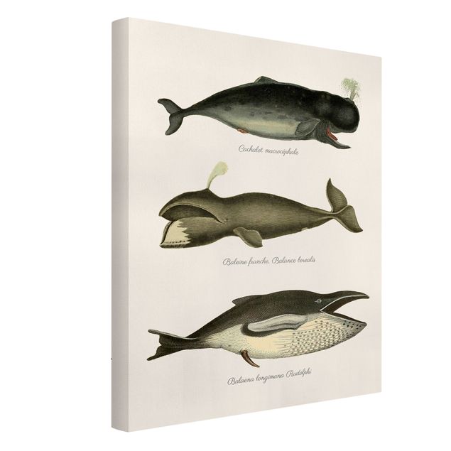 Print on canvas - Three Vintage Whales