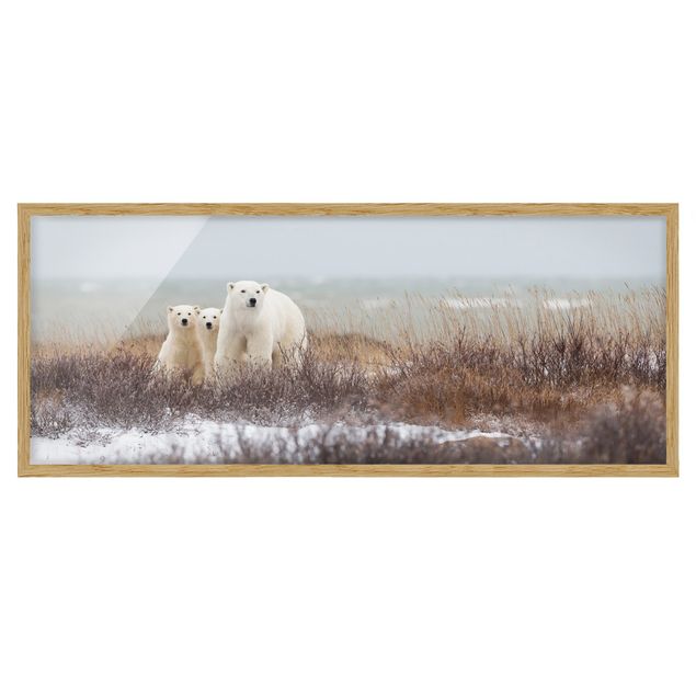 Framed poster - Polar Bear And Her Cubs