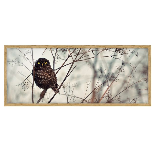 Framed poster - Owl In The Winter