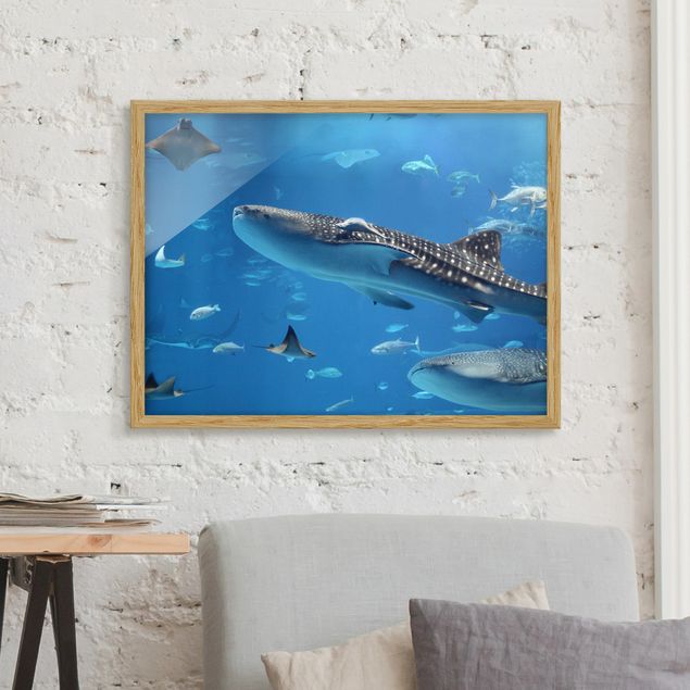 Framed poster - Fish in the Sea