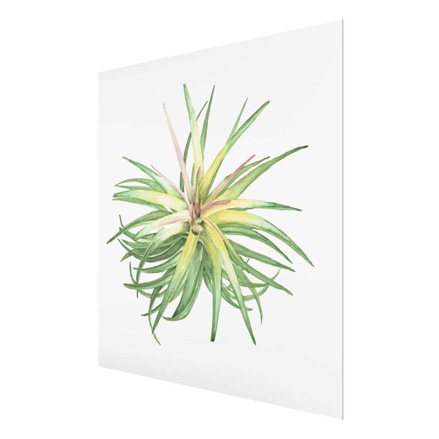 Glass print - Air Plant Watercolour III