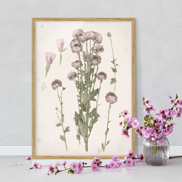 Framed poster - Herbarium In Pink I