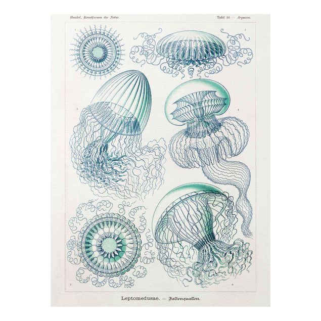 Glass print - Vintage Board Jellyfish In Blue