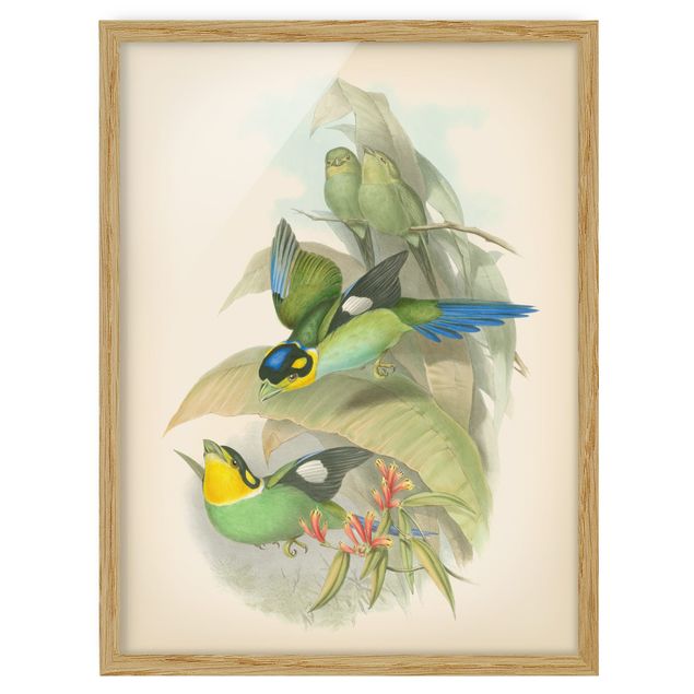 Framed poster - Vintage Illustration Tropical Birds