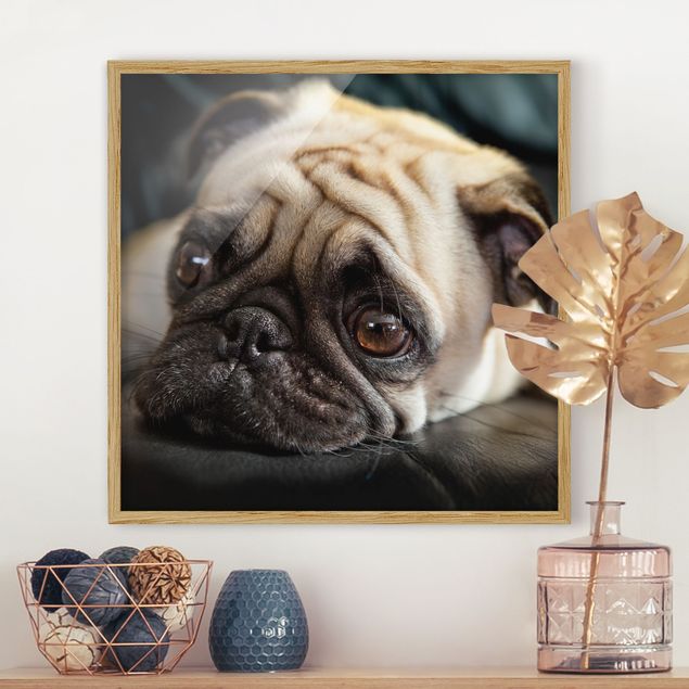Framed poster - Pensive Pug