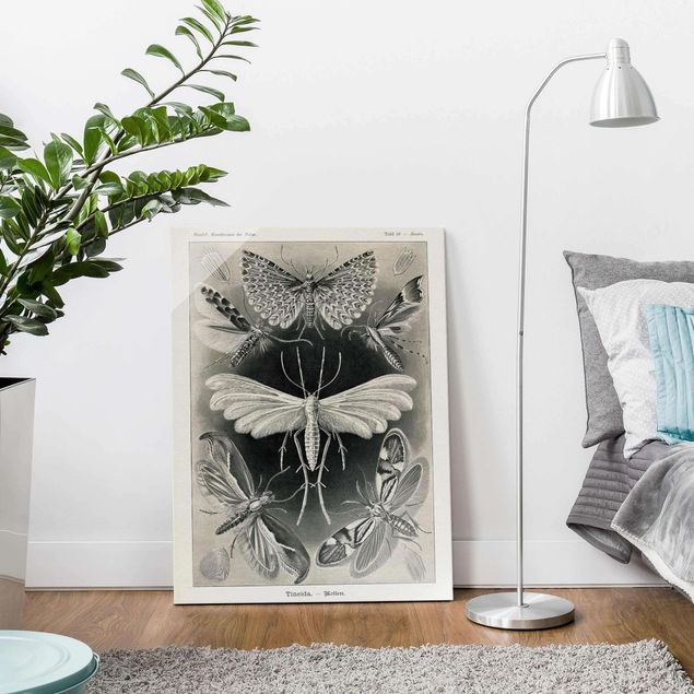 Glass print - Vintage Board Moths And Butterflies
