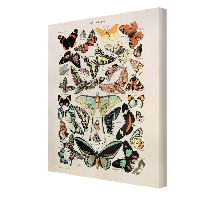 Print on canvas - Vintage Board Butterflies And Moths
