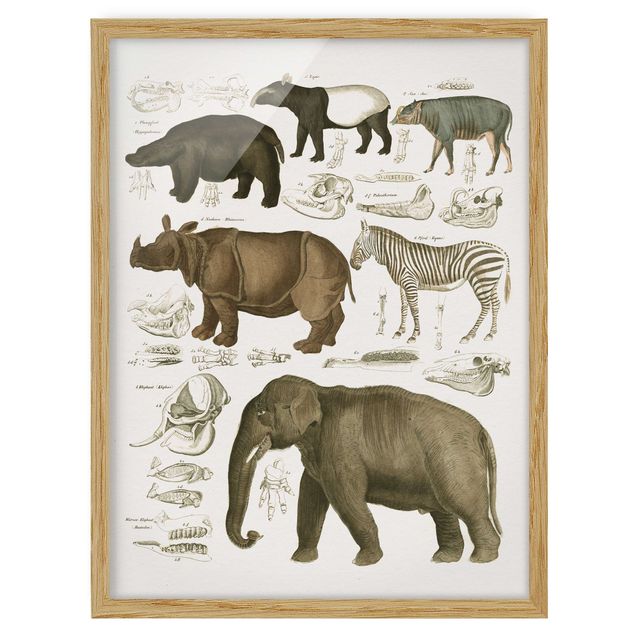 Framed poster - Vintage Board Elephant, Zebra And Rhino