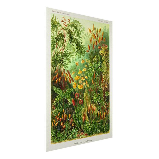 Glass print - Vintage Board Moss