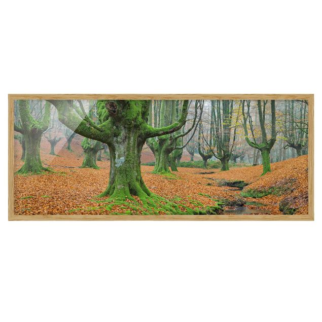 Framed poster - Beech Forest In The Gorbea Natural Park In Spain