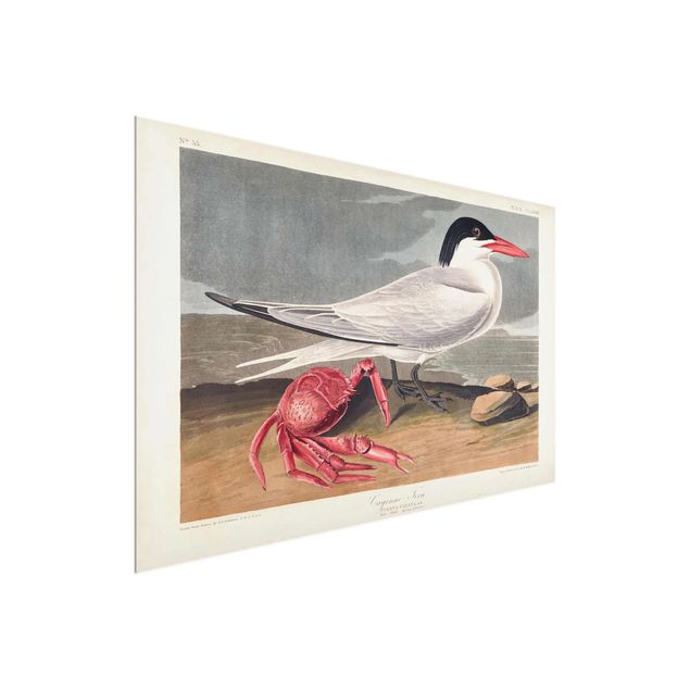 Glass print - Vintage Board Sandwich Tern